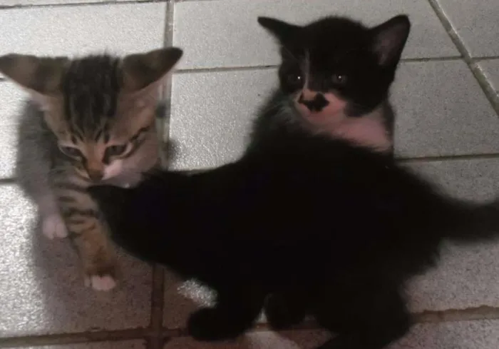 Gato ra a nao sei idade Abaixo de 2 meses nome ainda nao possui