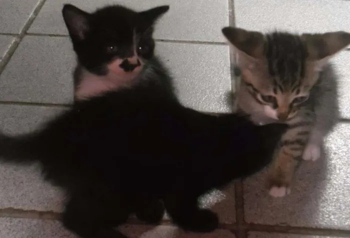 Gato ra a nao sei idade Abaixo de 2 meses nome ainda nao possui