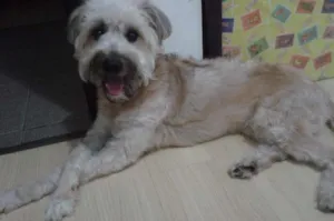 Cachorro raça Pastor Alemão idade 1 ano nome Marley