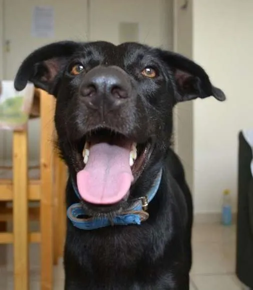 Cachorro ra a labrador c/ pastor alemão  idade 1 ano nome Lucky