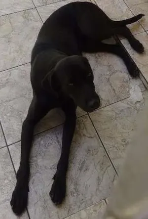 Cachorro raça Srd idade 7 a 11 meses nome Tiêta