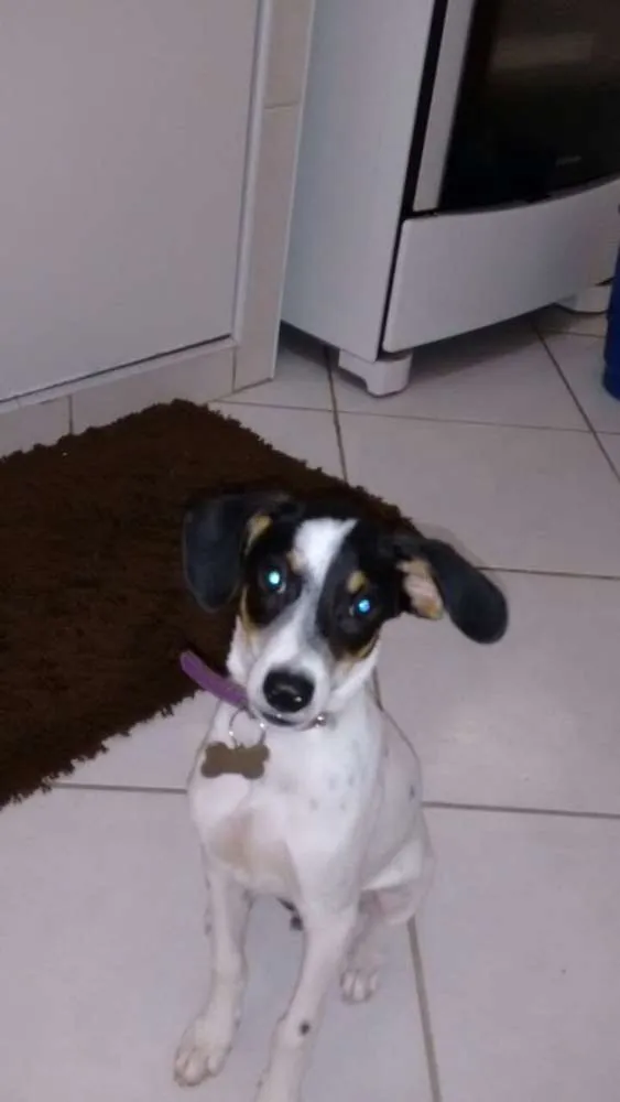 Cachorro ra a border  idade 2 a 6 meses nome SNOOP