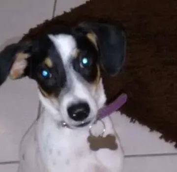 Cachorro ra a border  idade 2 a 6 meses nome SNOOP