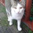 Pudim - Castrado