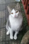 Pudim - Castrado