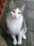Pudim - Castrado