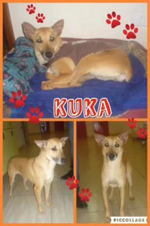 Cachorro raça SRD idade 2 anos nome KUKA