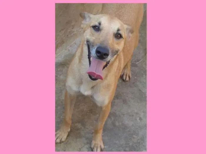 Cachorro raça SRD idade 2 anos nome KUKA