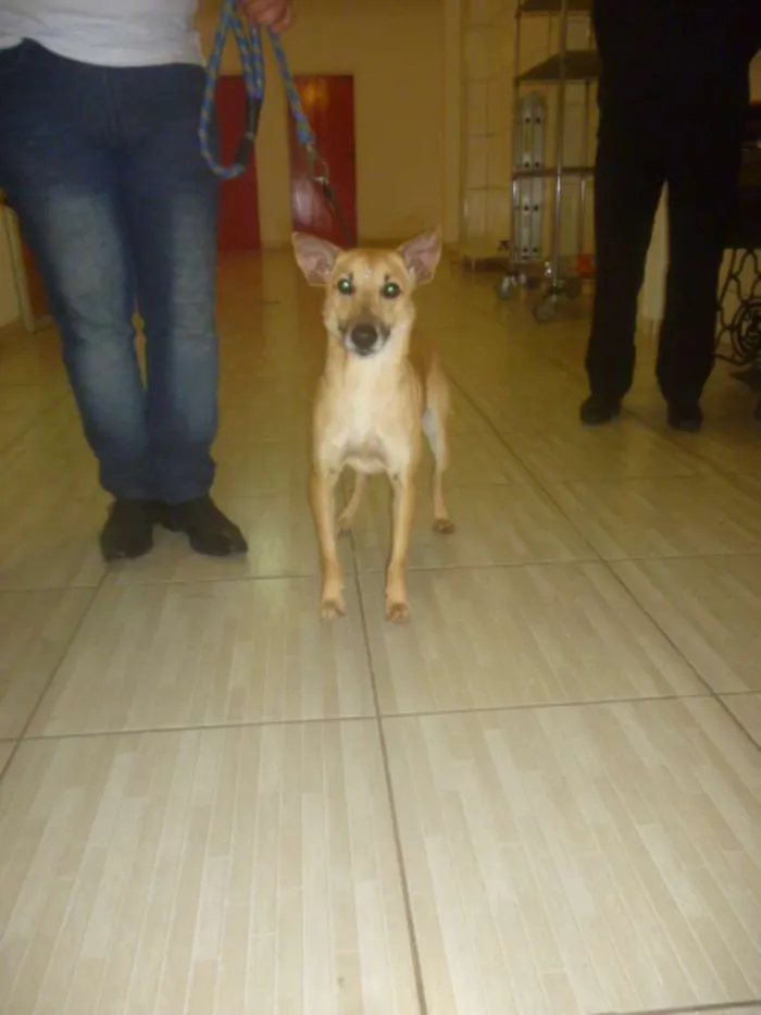 Cachorro raça SRD idade 2 anos nome KUKA