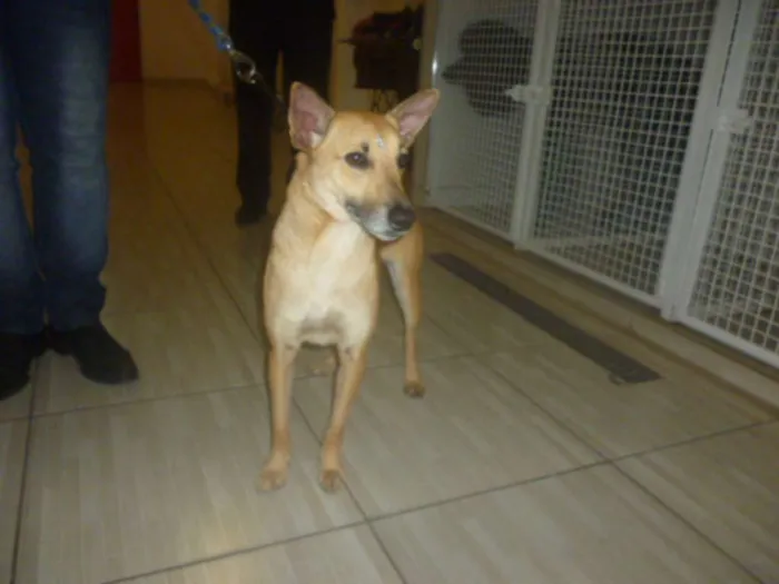 Cachorro raça SRD idade 2 anos nome KUKA