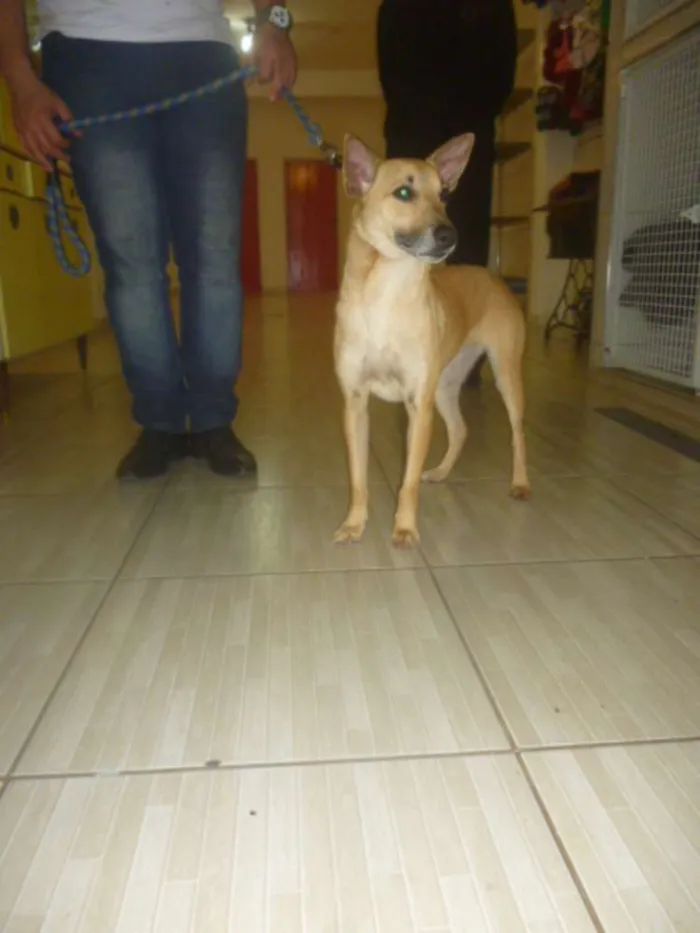 Cachorro raça SRD idade 2 anos nome KUKA