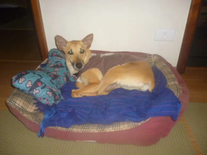 Cachorro raça SRD idade 2 anos nome KUKA
