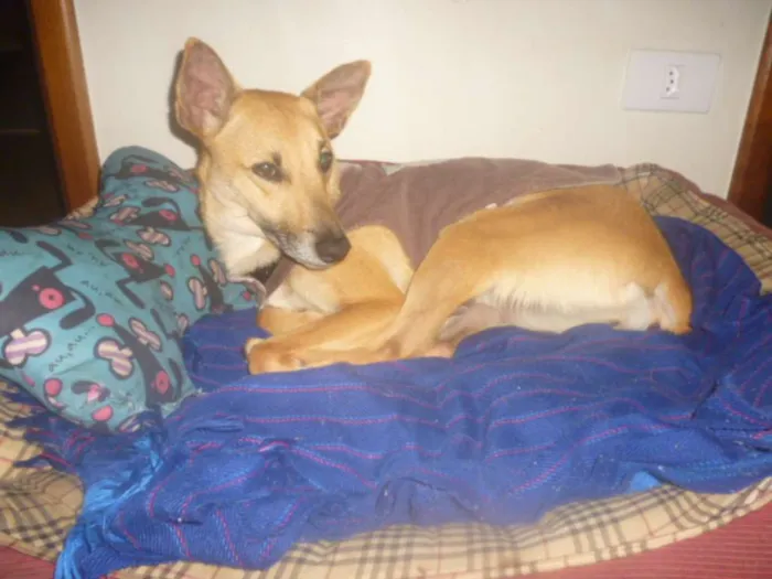 Cachorro raça SRD idade 2 anos nome KUKA