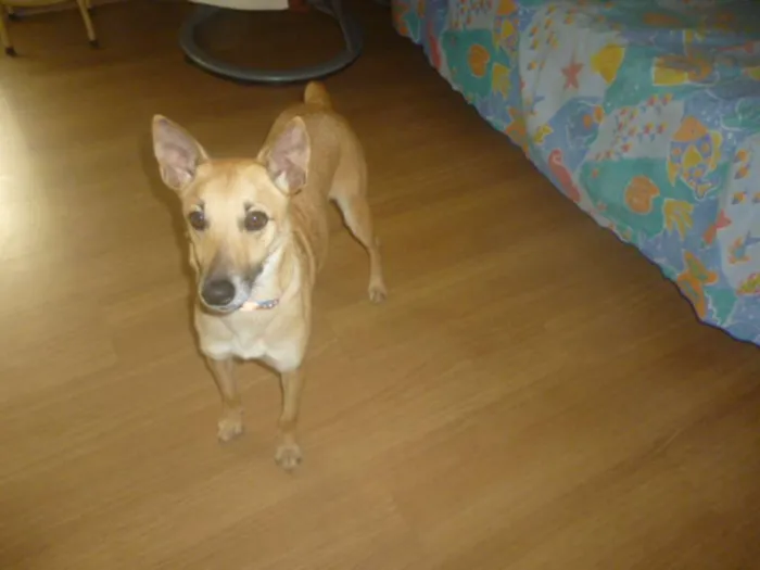 Cachorro raça SRD idade 2 anos nome KUKA