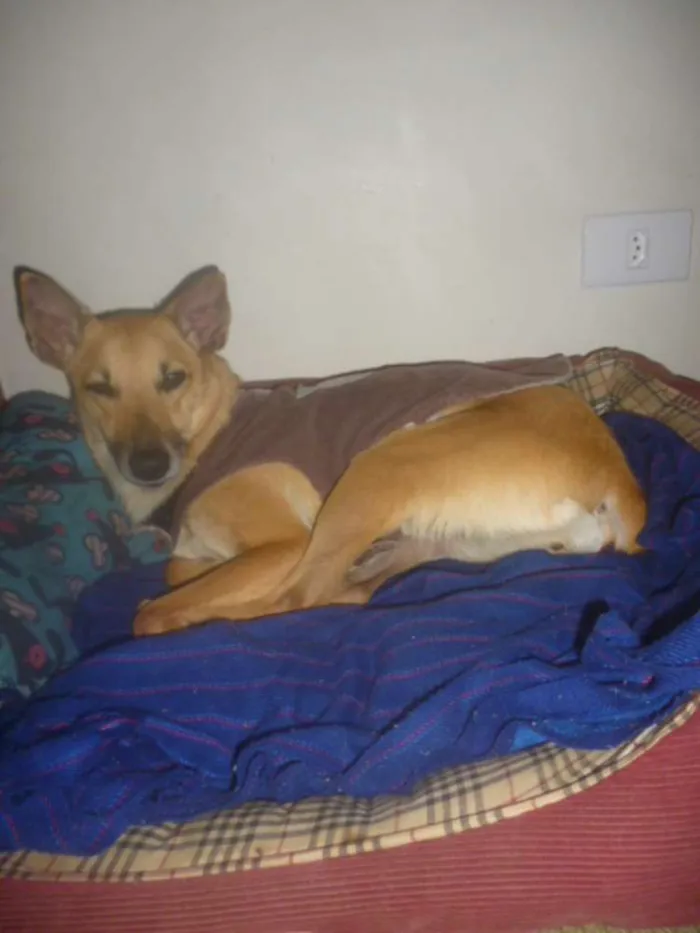 Cachorro raça SRD idade 2 anos nome KUKA