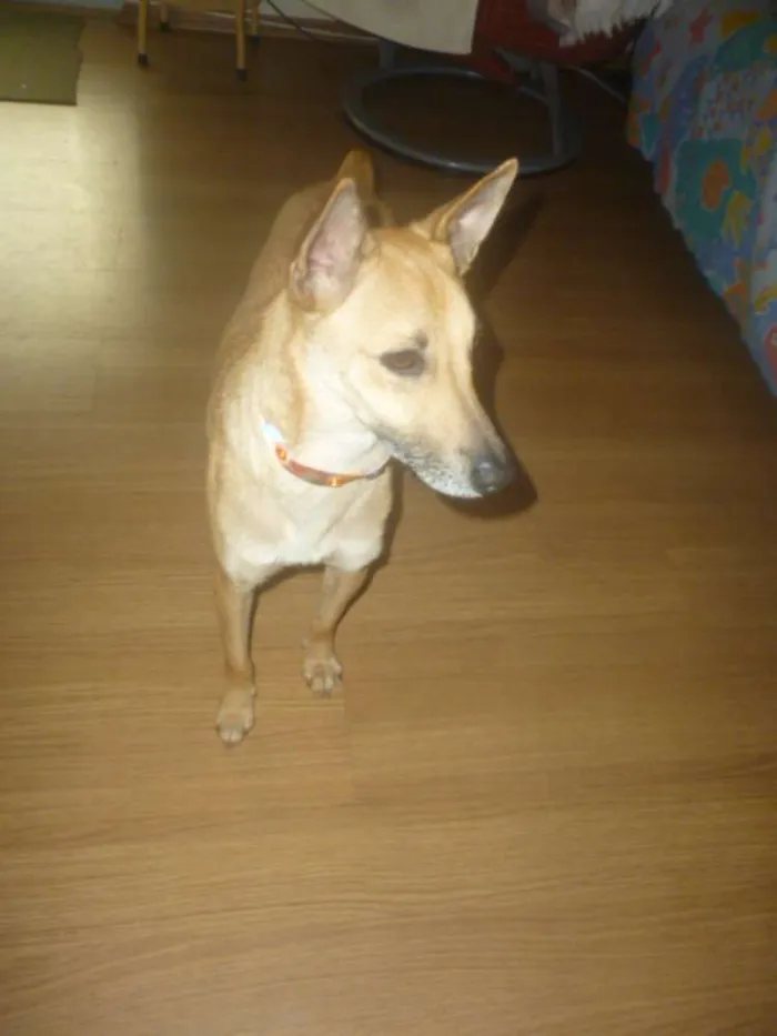 Cachorro raça SRD idade 2 anos nome KUKA