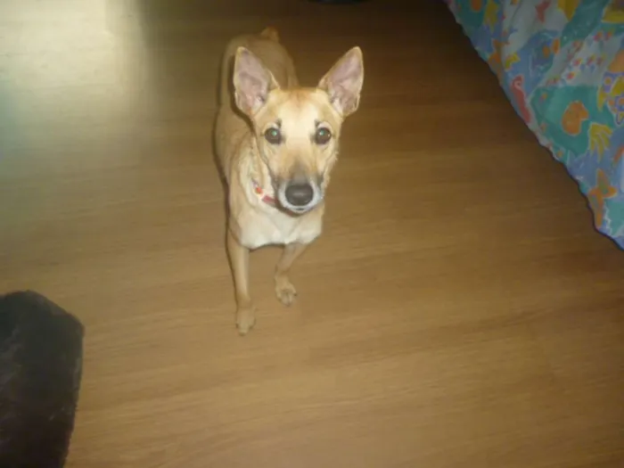 Cachorro raça SRD idade 2 anos nome KUKA