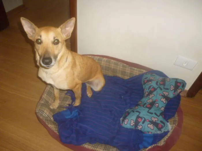 Cachorro raça SRD idade 2 anos nome KUKA