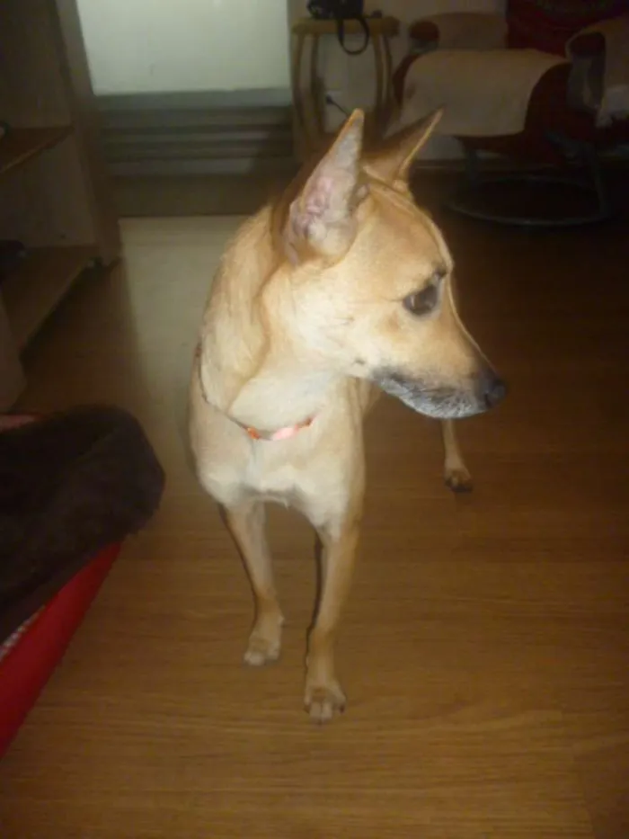 Cachorro raça SRD idade 2 anos nome KUKA