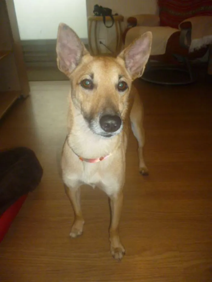 Cachorro raça SRD idade 2 anos nome KUKA