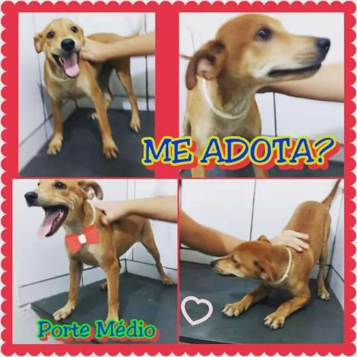 Cachorro raça Indefinida idade 2 a 6 meses nome Boris