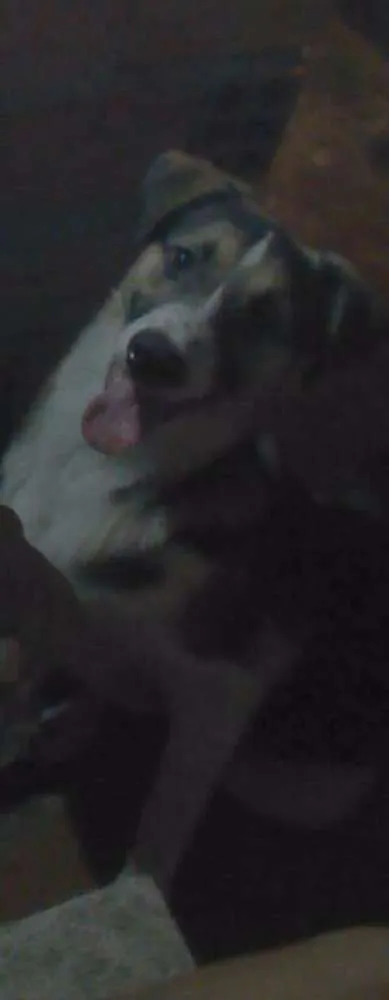 Cachorro ra a Vira lata idade 2 a 6 meses nome Jonh