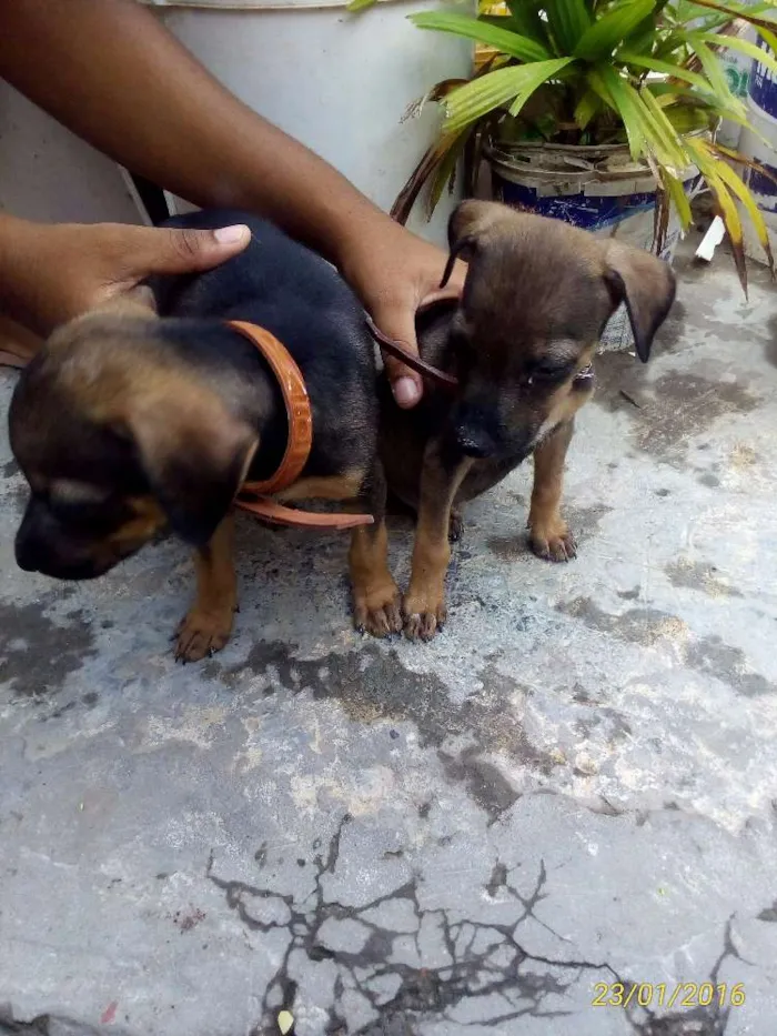 Cachorro ra a SRD  idade 2 a 6 meses nome zork e akira