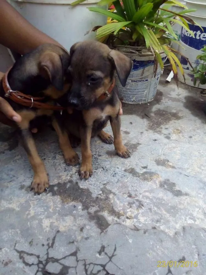 Cachorro ra a SRD  idade 2 a 6 meses nome zork e akira