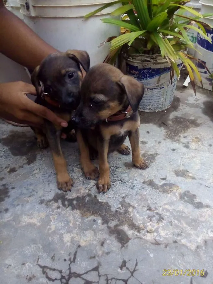 Cachorro ra a SRD  idade 2 a 6 meses nome zork e akira