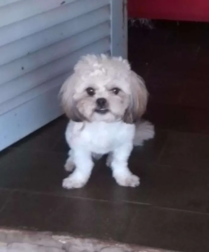 Cachorro ra a shih tzu idade 4 anos nome Bob