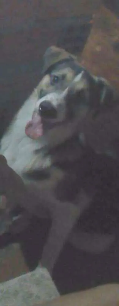 Cachorro ra a Vira lata idade 2 a 6 meses nome Jonh
