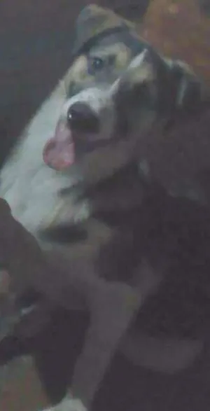 Cachorro raça Vira lata idade 2 a 6 meses nome Jonh