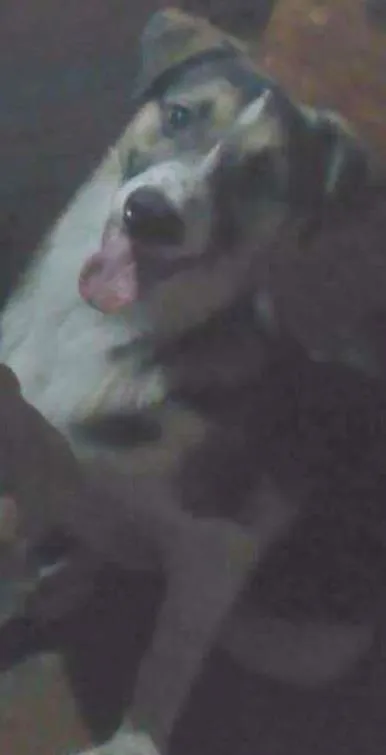 Cachorro ra a Vira lata idade 2 a 6 meses nome Jonh