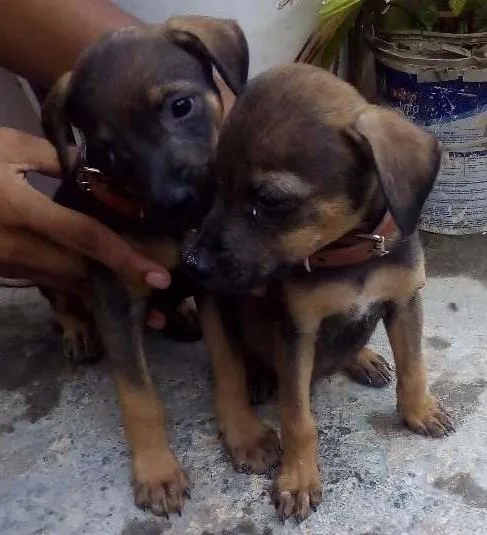 Cachorro ra a SRD  idade 2 a 6 meses nome zork e akira