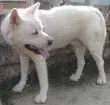 Cachorro raça Akita idade 6 ou mais anos nome BRANCA