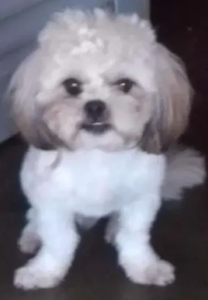 Cachorro raça shih tzu idade 4 anos nome Bob