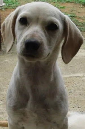 Cachorro raça SRD idade 1 ano nome Yuri e Pituxa