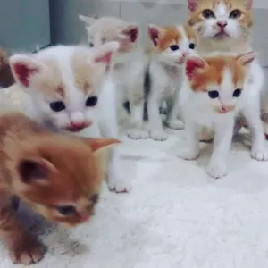 Gato raça indefinida idade Abaixo de 2 meses nome gato