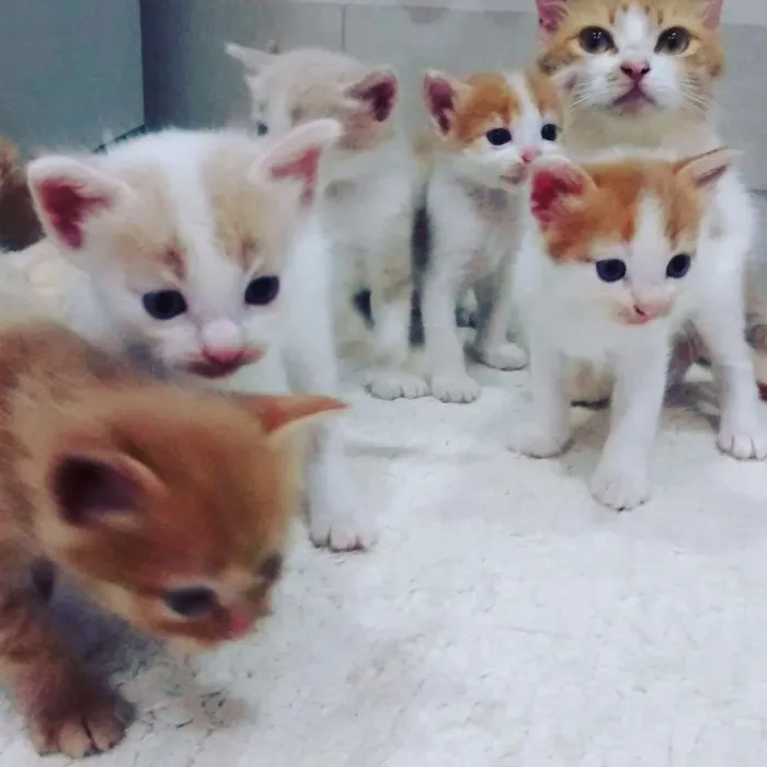 Gato ra a indefinida idade Abaixo de 2 meses nome gato