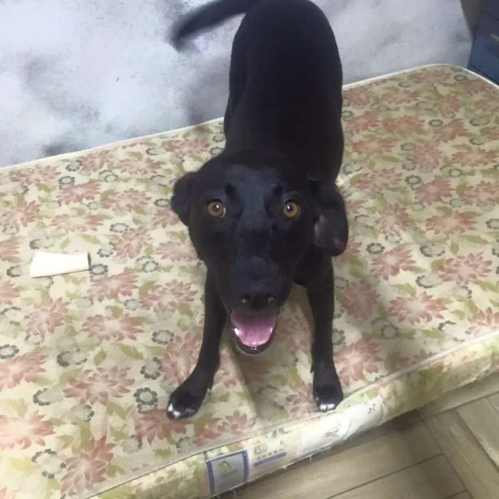 Cachorro ra a Vira Lara Mix Pitbull idade 7 a 11 meses nome Neguinha 