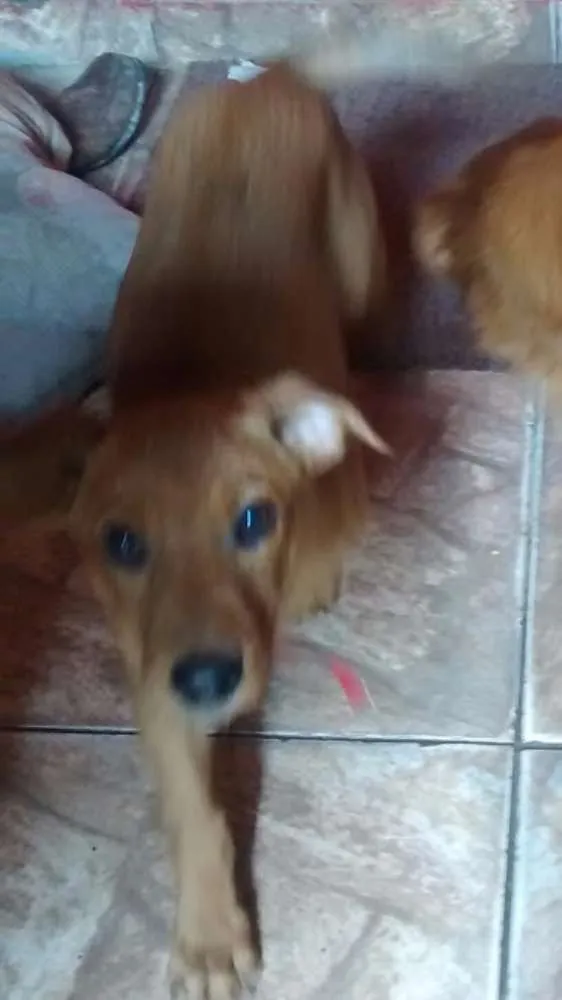 Cachorro ra a indefinida idade 2 a 6 meses nome Mel