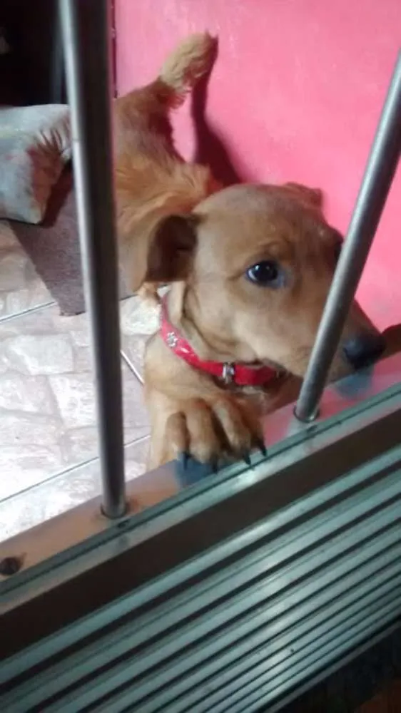 Cachorro ra a indefinida idade 2 a 6 meses nome Mel