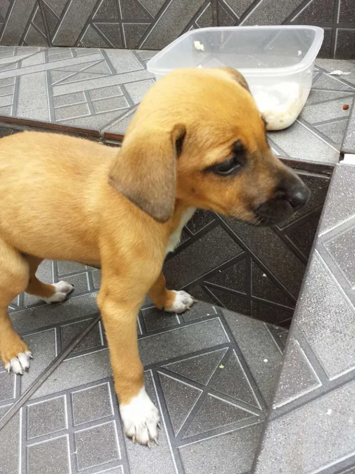 Cachorro ra a  idade 2 a 6 meses nome Sindel