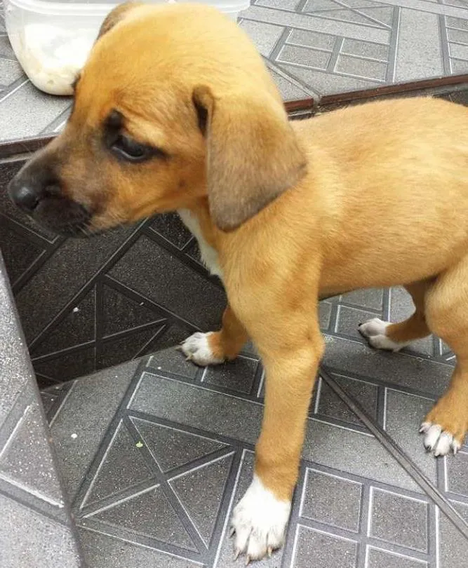 Cachorro ra a  idade 2 a 6 meses nome Sindel