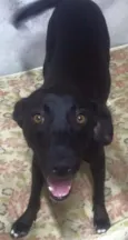 Neguinha 