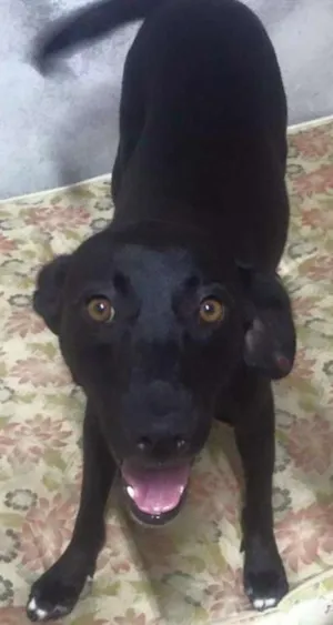Cachorro raça Vira Lara Mix Pitbull idade 7 a 11 meses nome Neguinha 