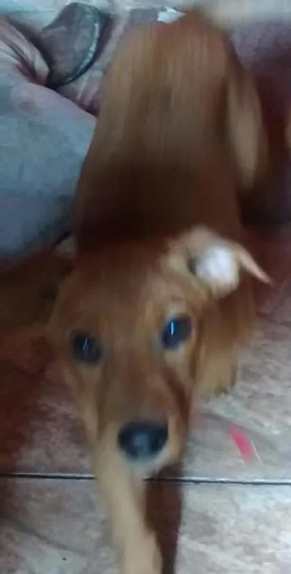 Cachorro ra a indefinida idade 2 a 6 meses nome Mel