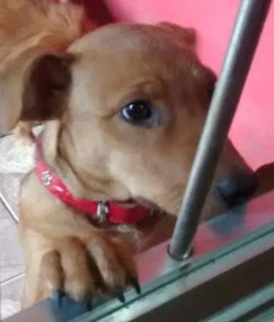 Cachorro ra a indefinida idade 2 a 6 meses nome Mel