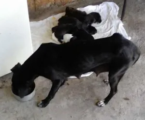 Cachorro raça vira lata idade Abaixo de 2 meses nome pretinha