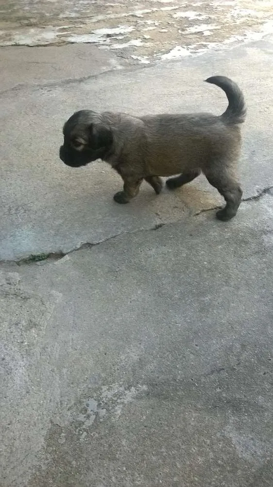 Cachorro ra a indefinida idade Abaixo de 2 meses nome sem nome